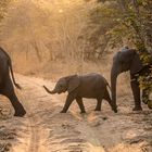 Elephants crossing