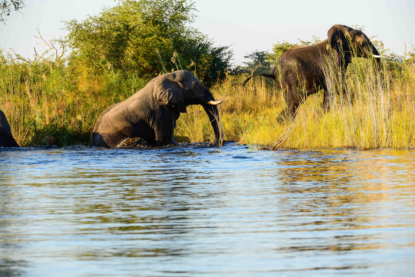 Elephants crossing the Kavango