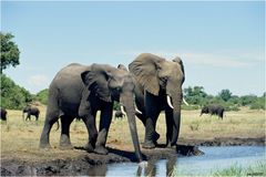 " Eléphants d'Afrique .."