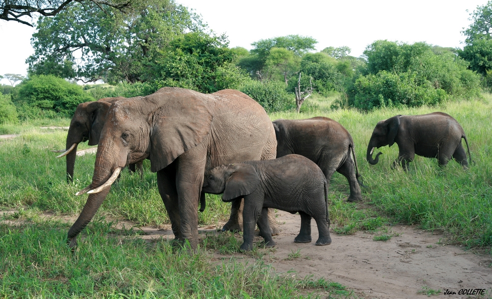 Eléphants d'Afrique.