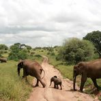 Eléphants d'Afrique.