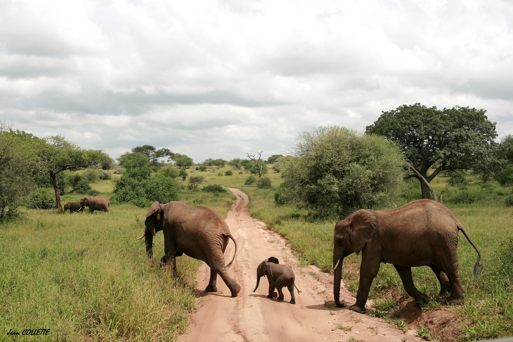 Eléphants d'Afrique.