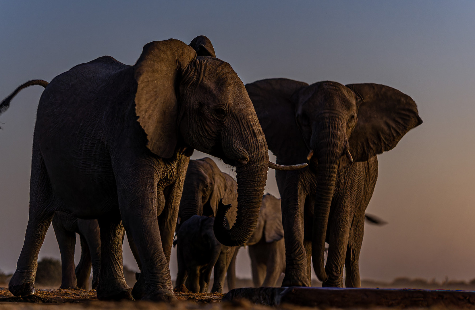 Elephants-dusk-z96-2000