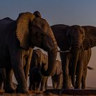 Elephants-dusk-z96-2000