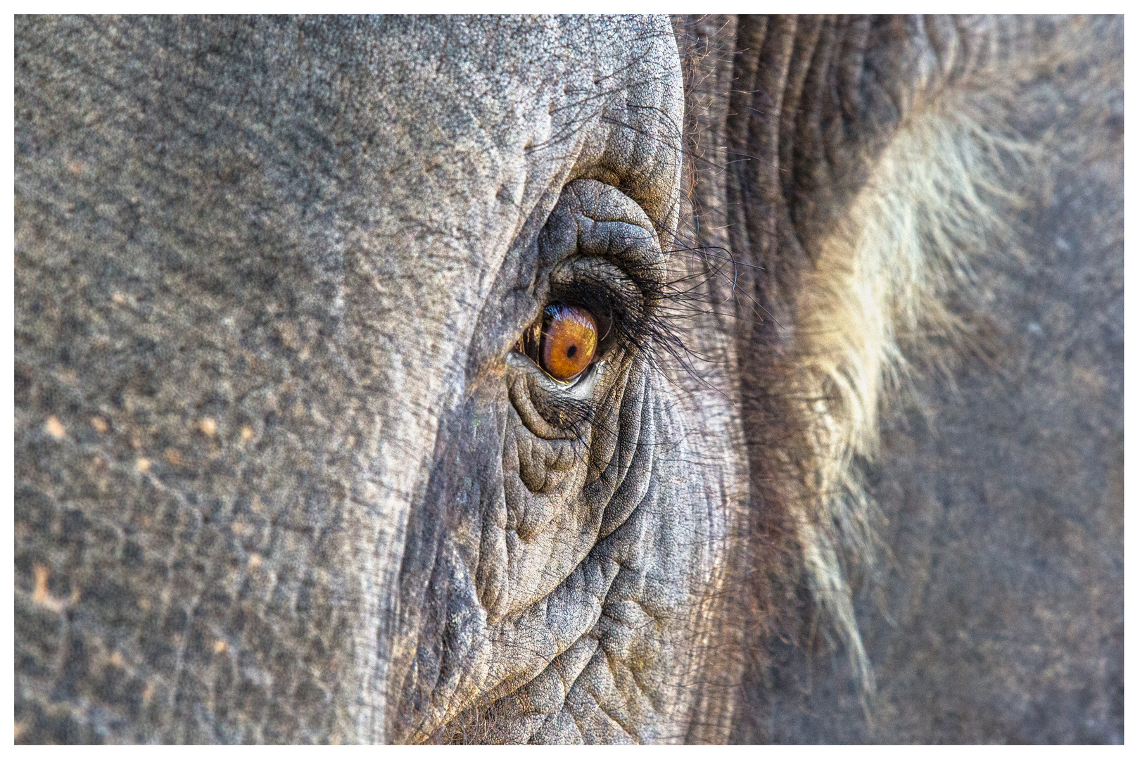 Elephants Eye Foto & Bild tiere, tierdetails, fotografie Bilder auf