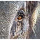 Elephants Eye