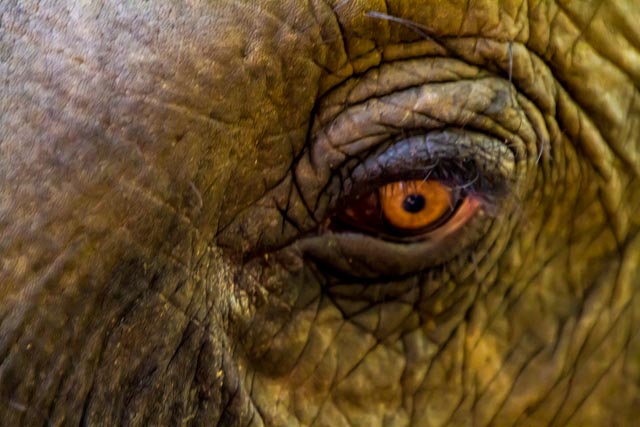 Elephant`s Eye