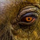 Elephant`s Eye