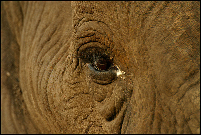 elephant´s eye