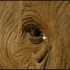 elephant´s eye