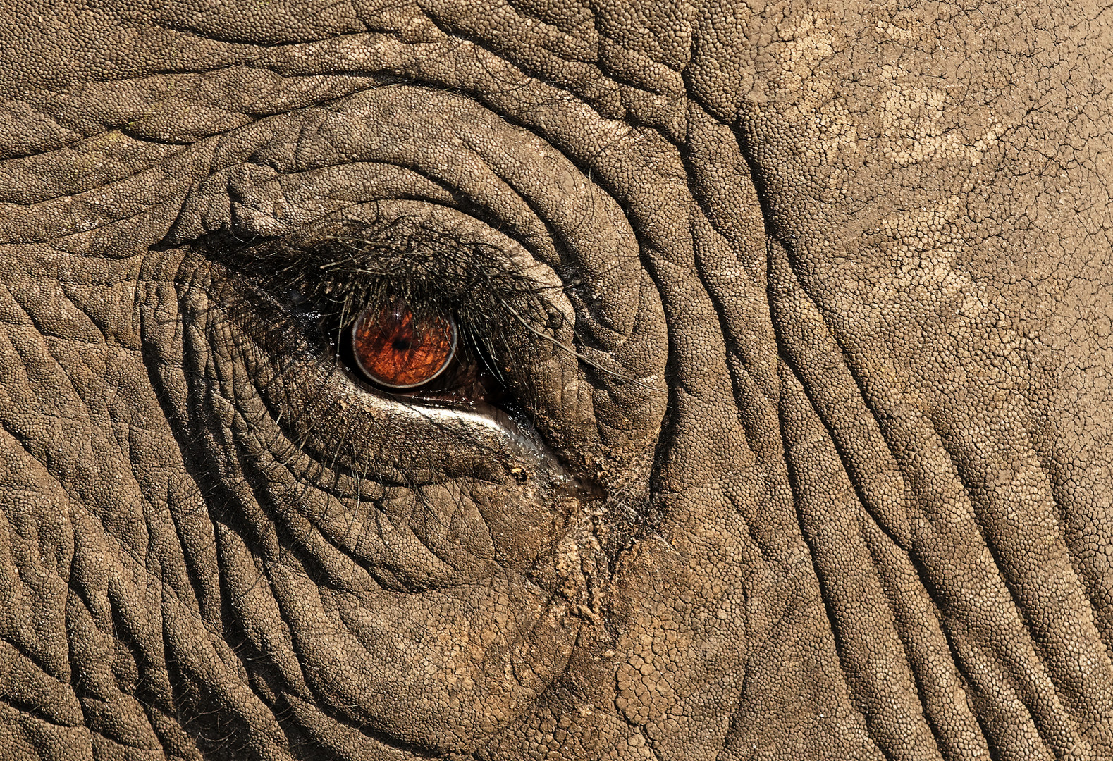 Elephant,s Eye