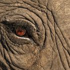 Elephant,s Eye