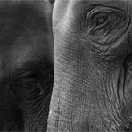 Elephant's Eye II