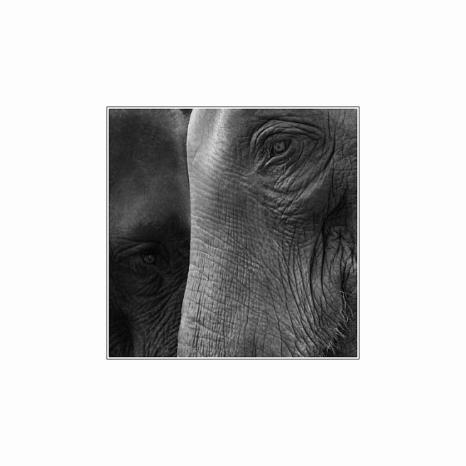 Elephant's Eye II [reload]