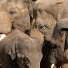 elephants family