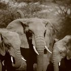 Elephant's family,Tanzania