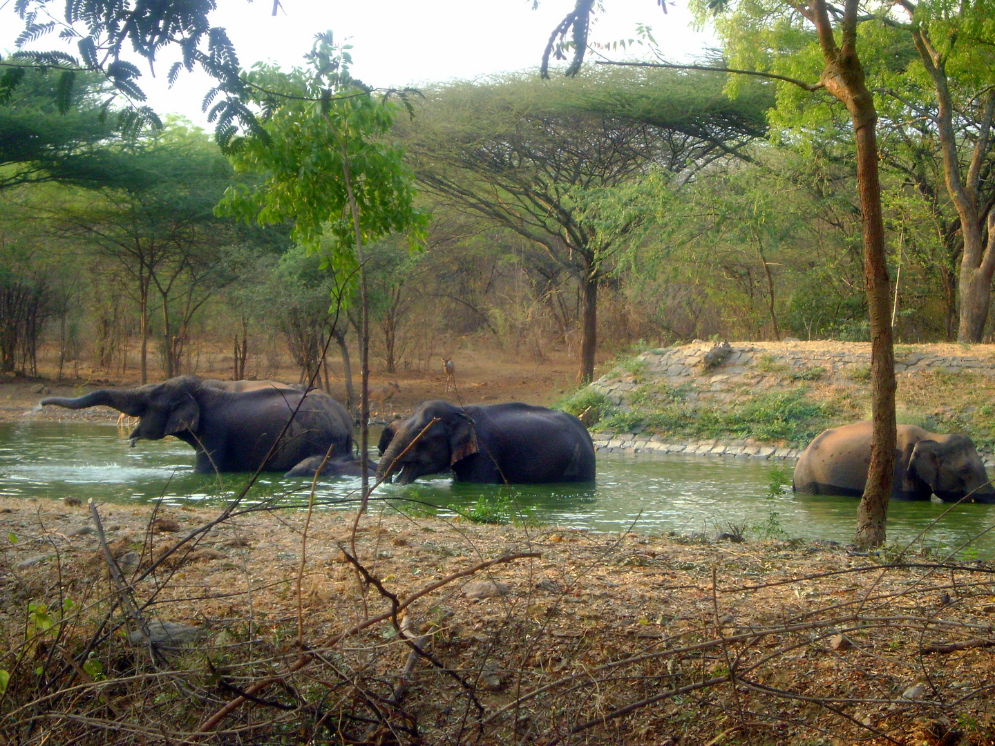 ELEPHANTS HAVING FUN IN THE POND