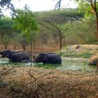 ELEPHANTS HAVING FUN IN THE POND