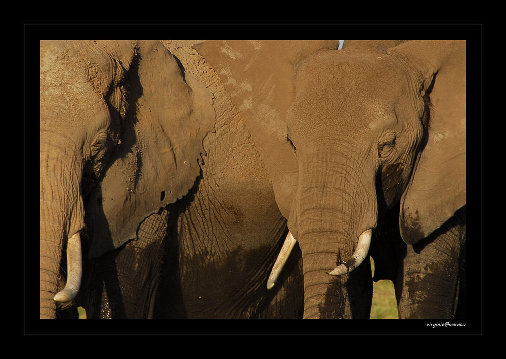 Elephants in Amboseli