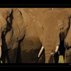 Elephants in Amboseli