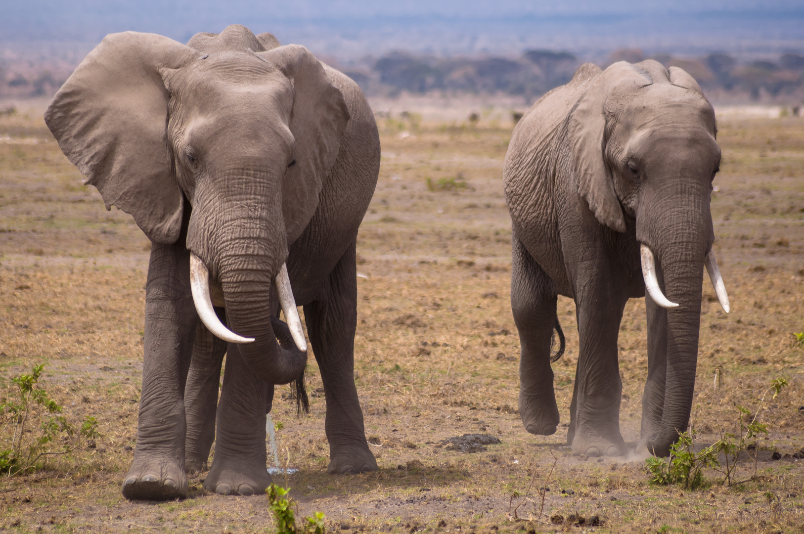 Elephants in Amboseli N.P.