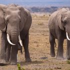 Elephants in Amboseli N.P.