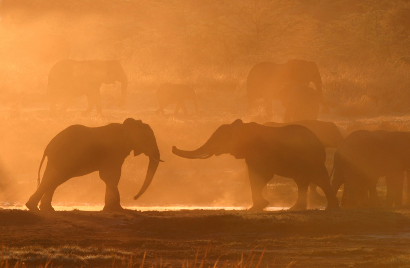 Elephants in dusk and dust