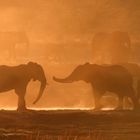 Elephants in dusk and dust