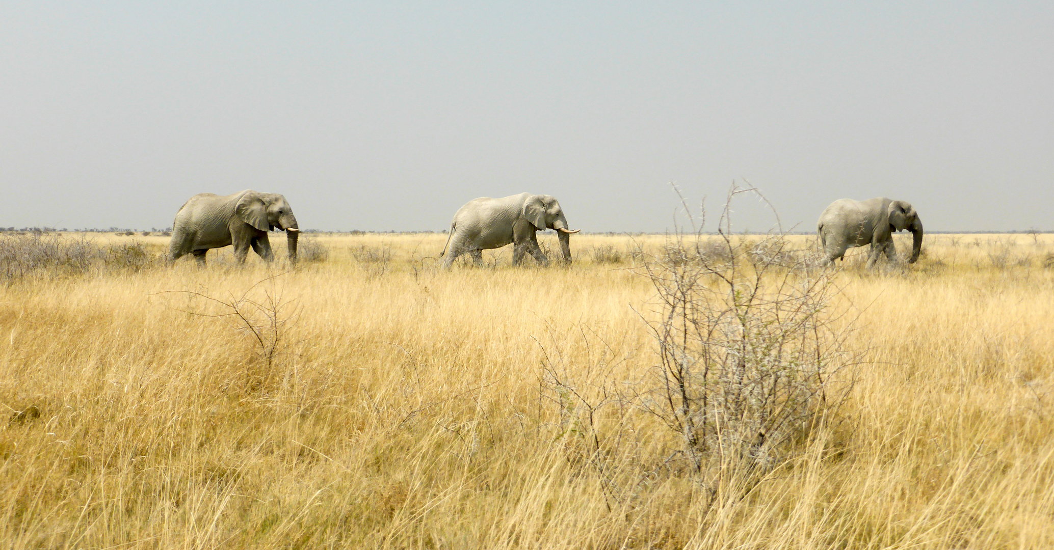 Elephants in Etosha