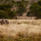 Elephants In High Grass