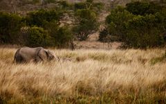 Elephants In High Grass