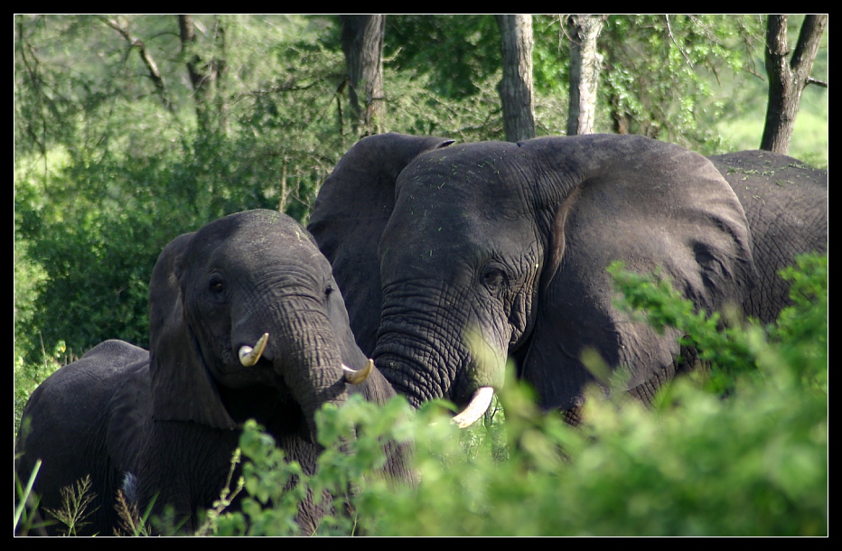 ... Elephants in Queen Elizabeth NP, Uganda ...