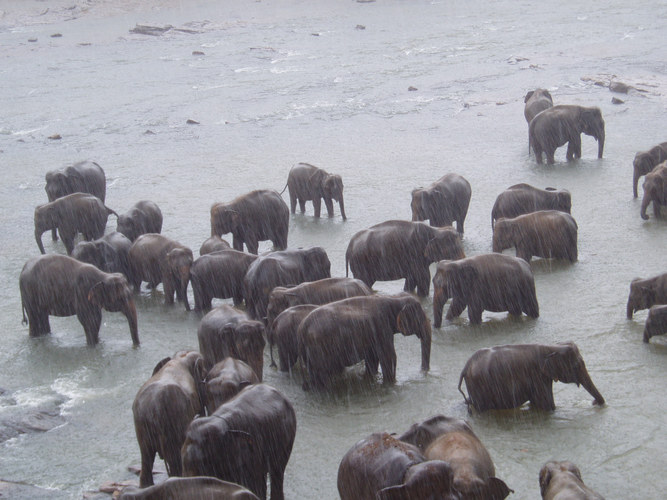 elephants in rain.