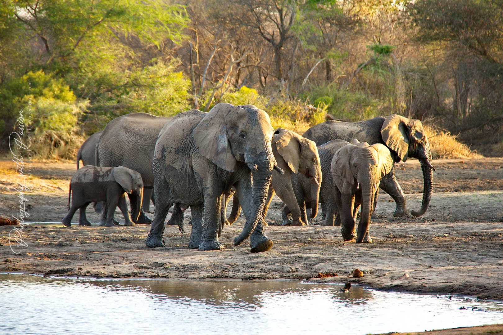 Elephants in Southafrica