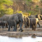 Elephants in Southafrica