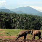 Elephants in the beautiful nature of Sri Lanka