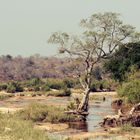 Elephants in their home.