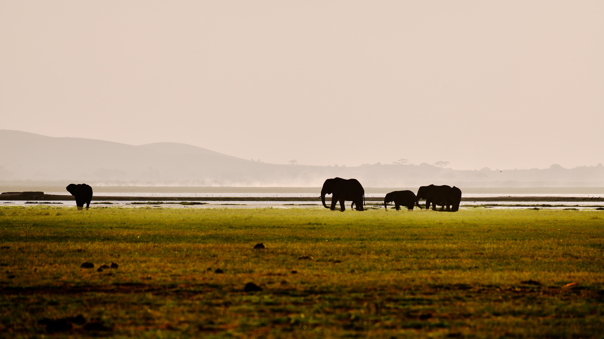 Elephants in their surroundings