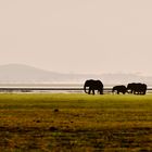 Elephants in their surroundings
