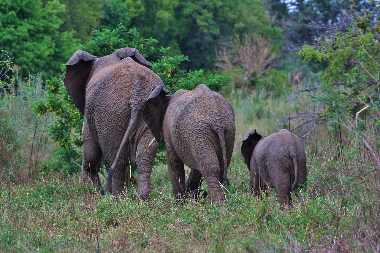 Eléphants Karongwe