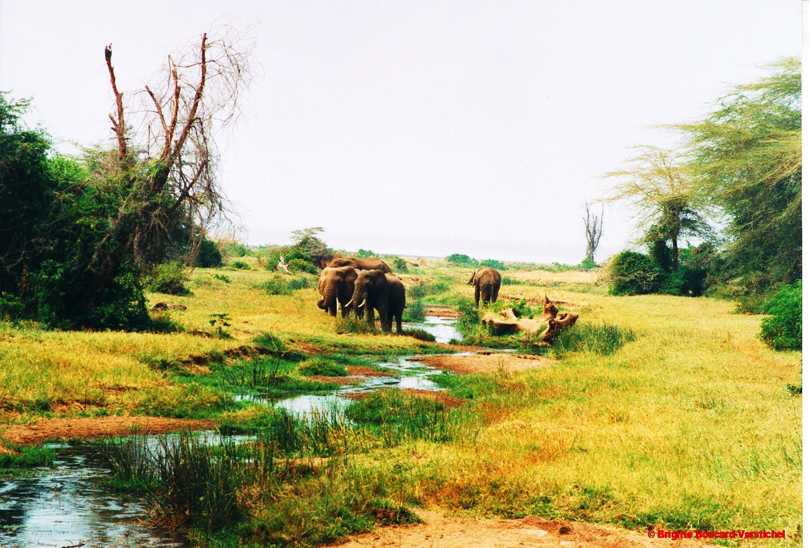 Eléphants, Manyara, Tanzanie