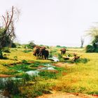 Eléphants, Manyara, Tanzanie