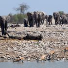Elephants march to the water hole