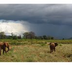 Elephants moving