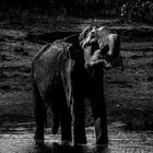 elephants of sri lanka: drinking water
