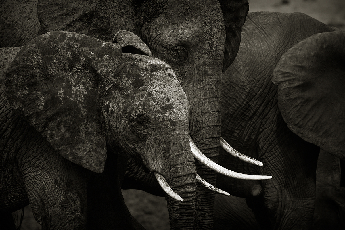 Elephants of Tsavo East