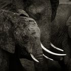 Elephants of Tsavo East