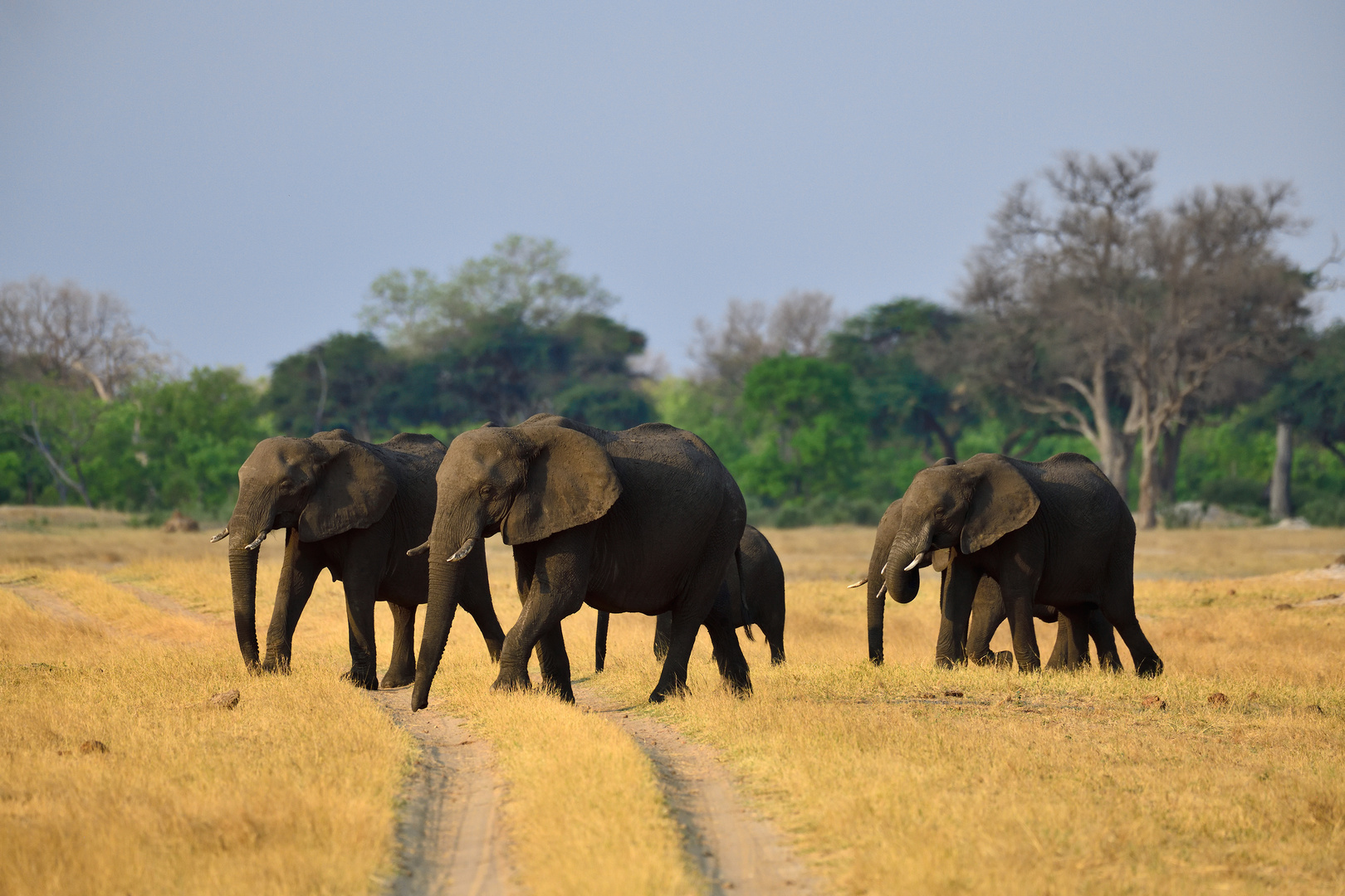 Elephants on a mission