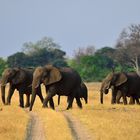 Elephants on a mission