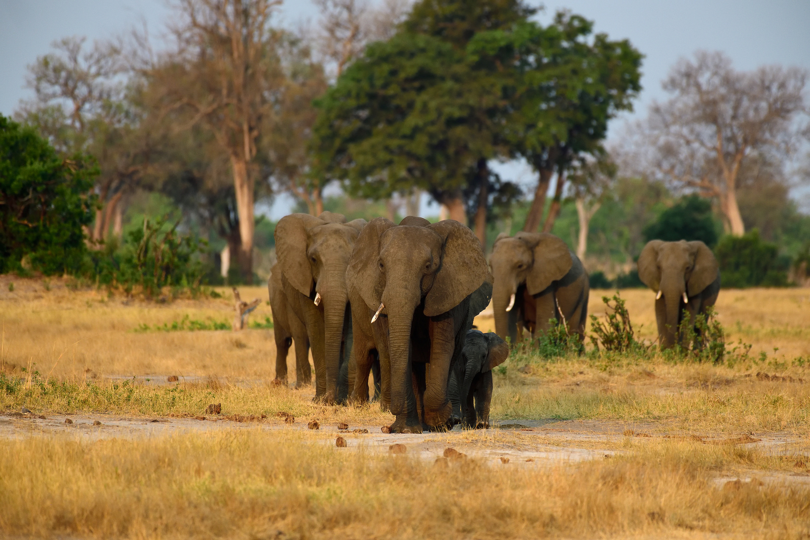 Elephants on a mission II